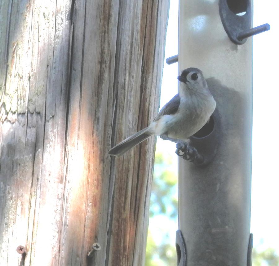 Baby Tufted Titmouse Photograph by Belinda Lee - Fine Art America