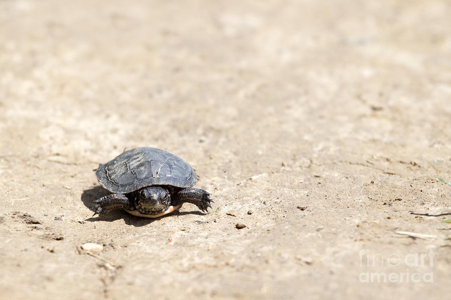 Baby Turtle Photograph by Jeannette Hunt