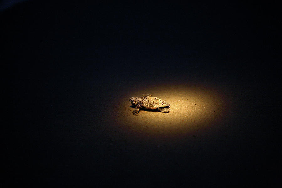 Baby Turtles Guided By Flashlights Photograph by Logan MockBunting