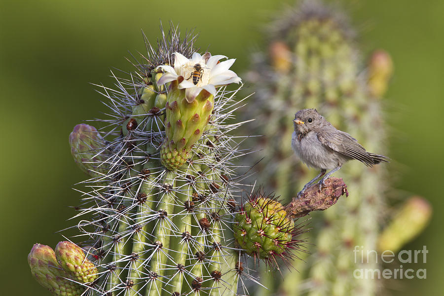 Baby verdin on cactus Photograph by Bryan Keil