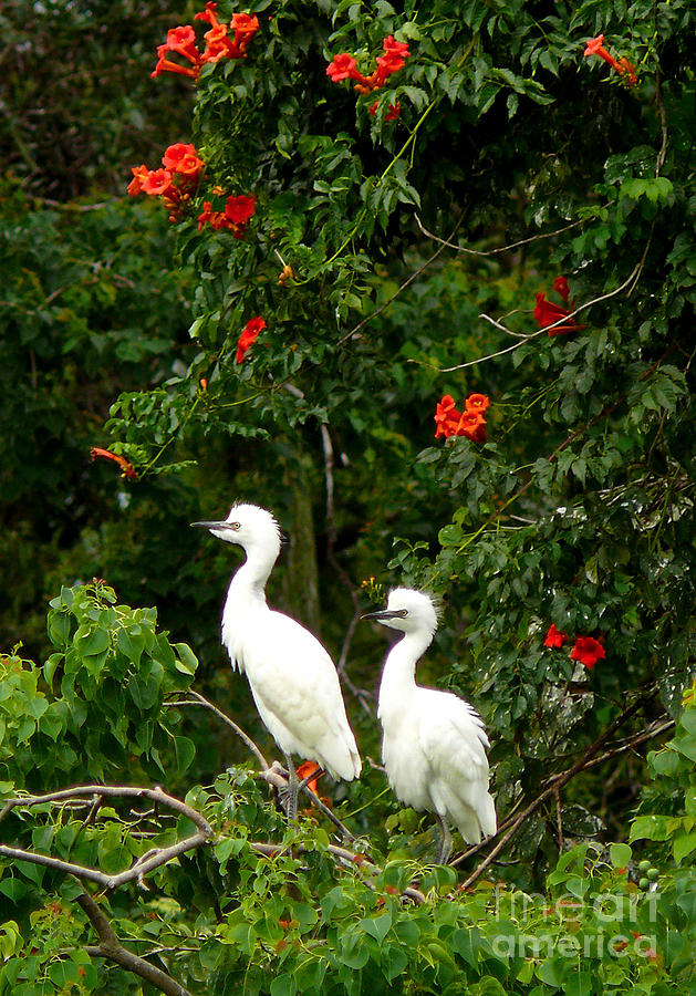Baby White Egrets Photograph by Jeanne  Woods