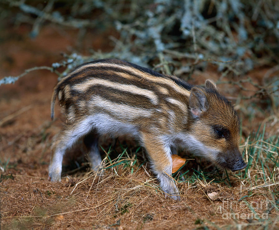 Baby Wild Boar Photograph by Hans Reinhard