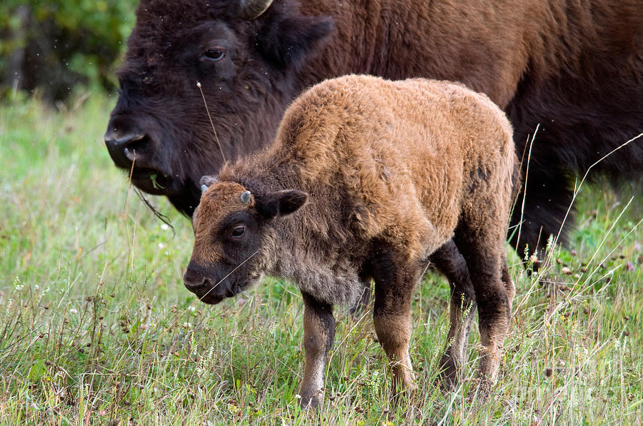 Baby Wood Bison Photograph by Mark Newman - Fine Art America