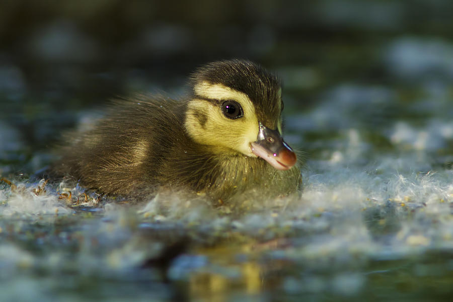 Baby Wood Duck Photograph by Mircea Costina Photography