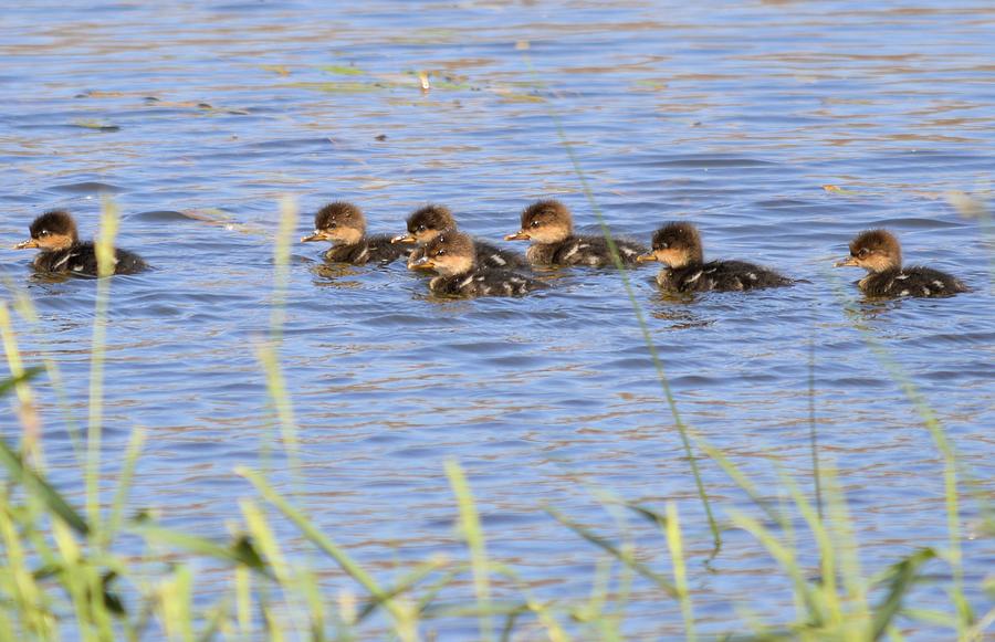 Baby Hooded Mergansers Photograph by Bonfire Photography