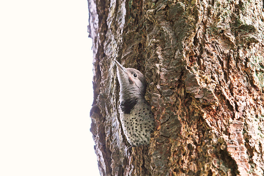 Baby Woodpecker in Nest Photograph by Peggy Collins