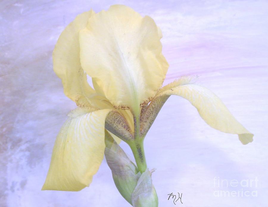 Baby Yellow Iris Photograph by Marsha Heiken