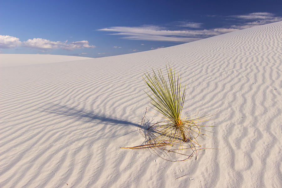 Baby Yucca Photograph by Daniel Sherman - Fine Art America