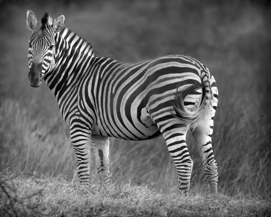 Baby Zebra Photograph by Gigi Ebert