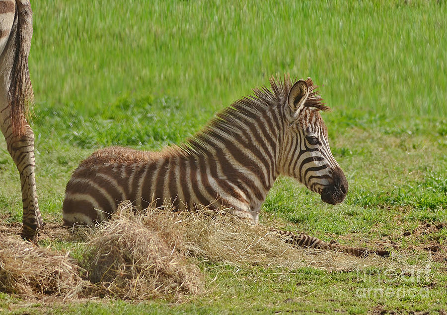 Mammal Photograph - Baby Zebra Resting by Kathy Baccari
