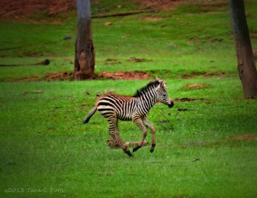Baby Zebra Running Photograph by Tara Potts