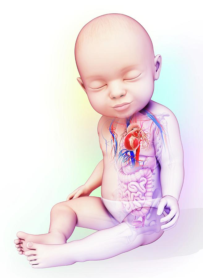 When Is A Baby’s Heart Fully Developed?