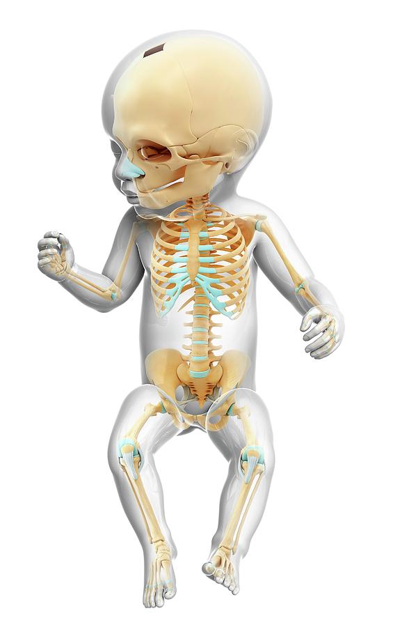 baby-s-skeleton-photograph-by-pixologicstudio-pixels