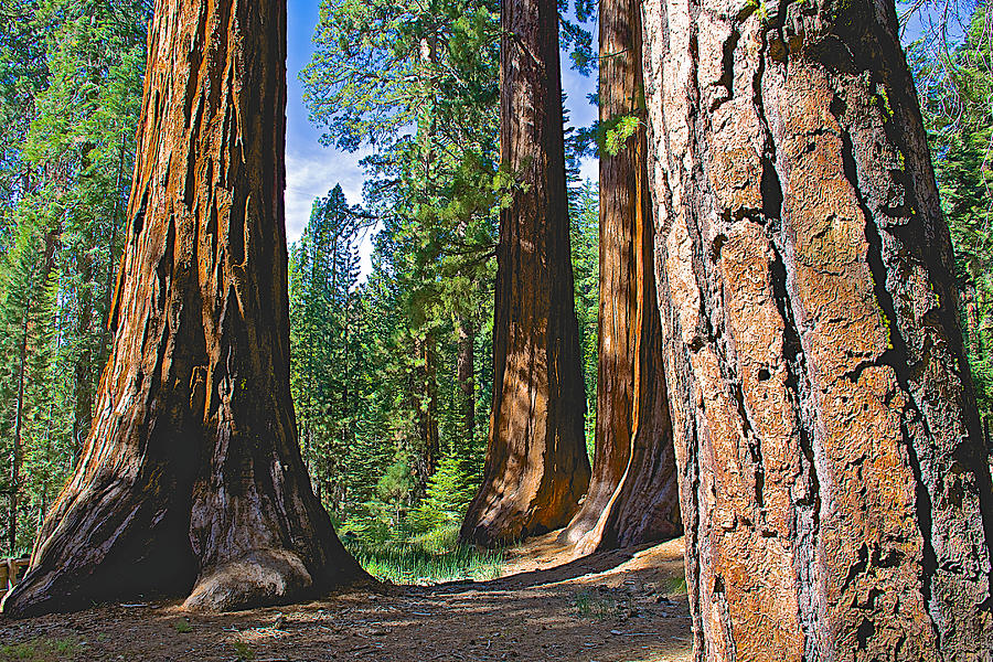 Bachelor and Three Graces in Mariposa Grove in Yosemite National Park-California Photograph by Ruth Hager