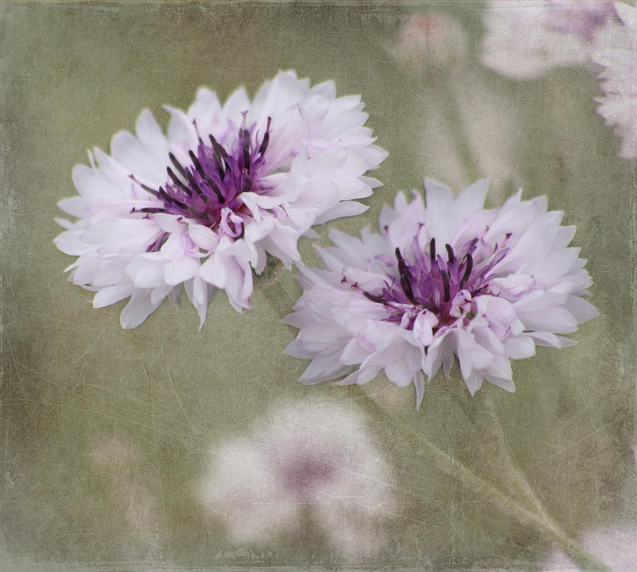 Bachelor Buttons - Flowers Photograph by Kim Hojnacki