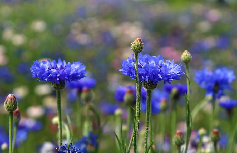 Bachelor buttons Photograph by Lynn Hopwood - Fine Art America