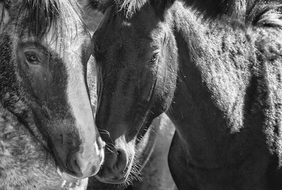 Bachelor Stallions - Pryor Mustangs - BW Photograph by Belinda Greb