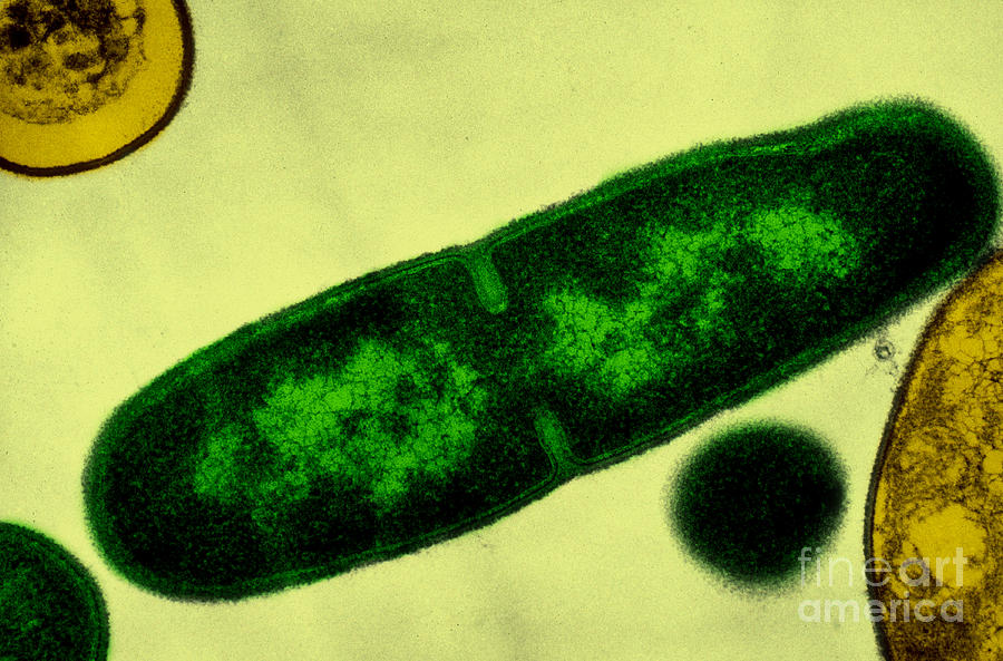 Bacillus Licheniformis Photograph by Lee D. Simon
