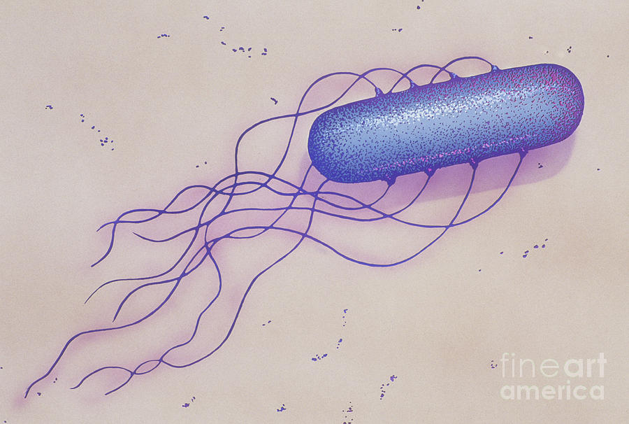 Bacillus Sp Photograph by Chris Bjornberg