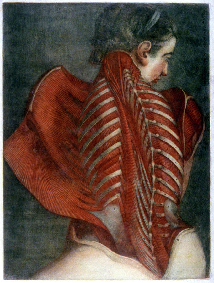 Back Anatomy Photograph by Cci Archives/science Photo Library | Fine