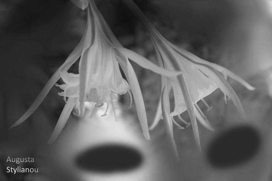 Black and White Sea Lilies Photograph by Augusta Stylianou