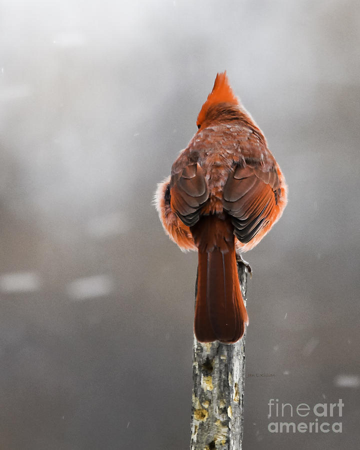 Cardinal Photograph - Back at You by Jan Killian