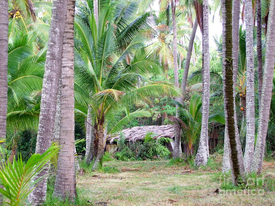 Back Building - Coco Palms Series Photograph by Mary Deal