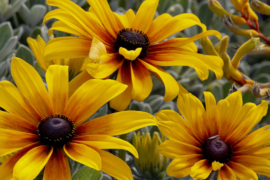Back-Eyed-Susan Photograph by Ivete Basso Photography