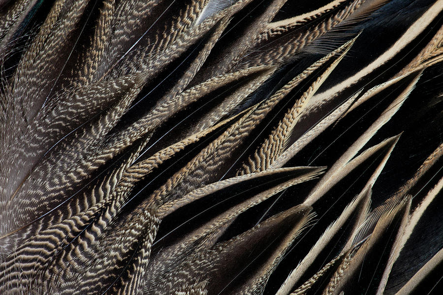 Duck Photograph - Back Feathers Of The Northern Pintail by Darrell Gulin