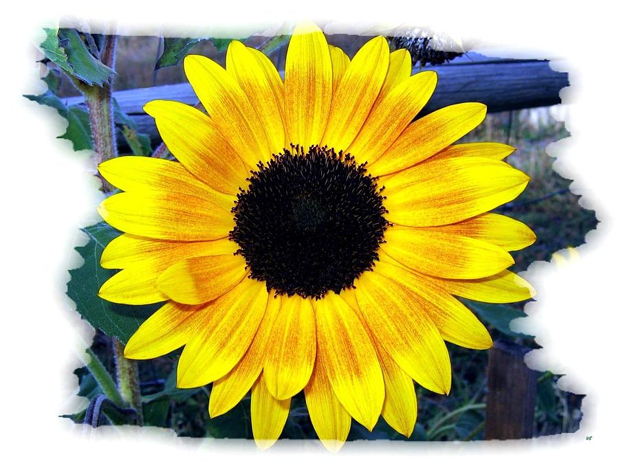 Back Forty Sunflower Photograph by Will Borden
