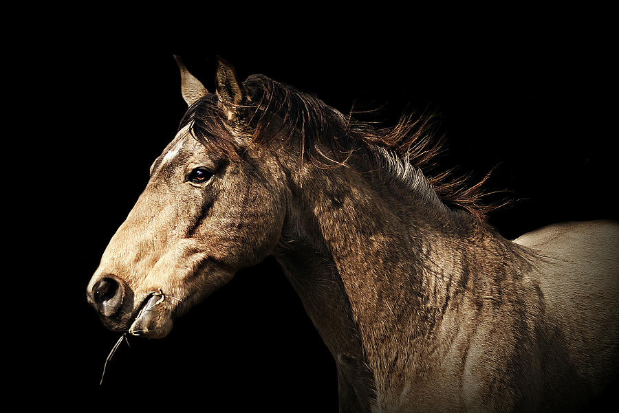 Horse Photograph - Back In Black by Carey Dils