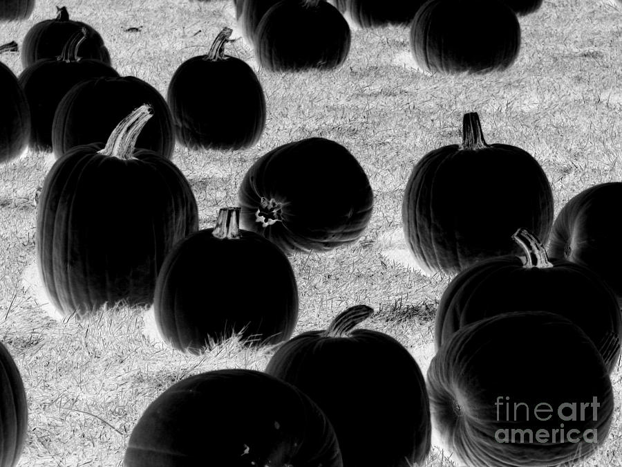 Back In Black Pumpkins Photograph by Roxy Riou