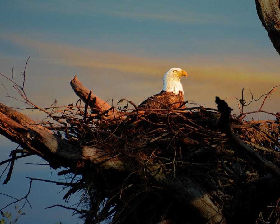 Eagle Photograph - Back in the Roost by Dick Hudson