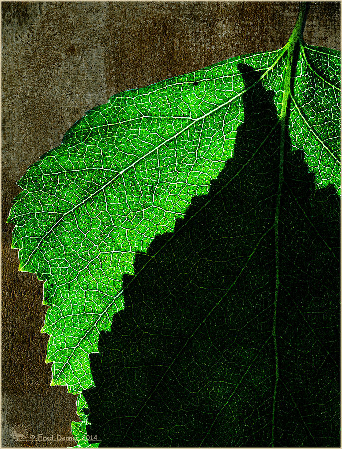 Back Light Birch Leaves 2 Photograph by Fred Denner