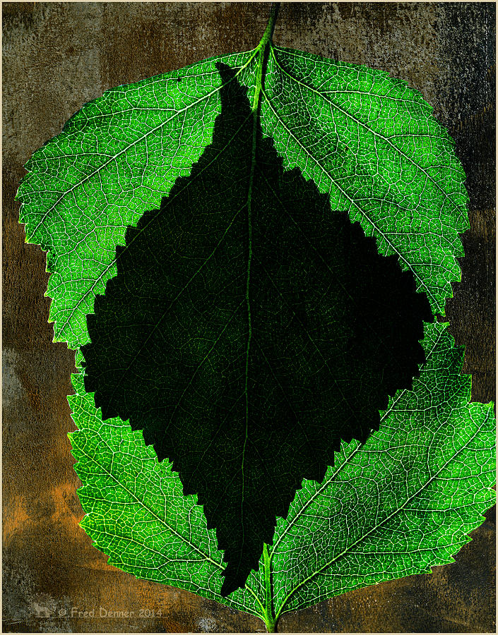 Back Light Birch Leaves Photograph by Fred Denner