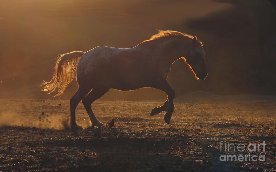 Appaloosa Horse in Golden Sunset Photograph by Stephanie Laird