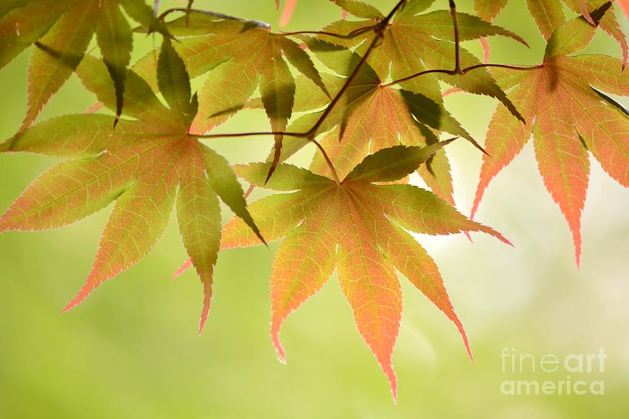 Back Lit Spring Maple Leaves Photograph by Kelly Nowak