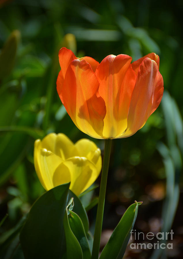 Back Lit Tulips Photograph by Kathy Baccari