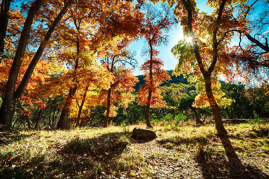 Fall Photograph - Backlit wonderland - Lost Maples State Natural Area Texas Hill Country by Silvio Ligutti