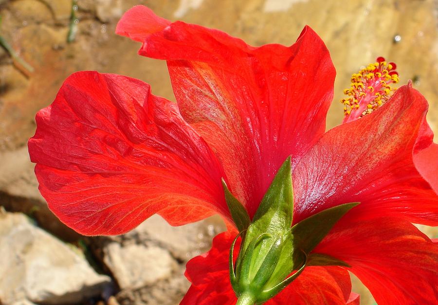 Back Of A Red Hibiscus Flower Against Stone Photograph by Taiche Acrylic Art