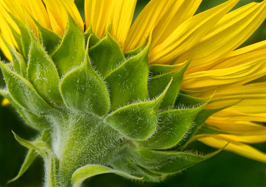 Back of Sunflower Photograph by Carolyn Derstine