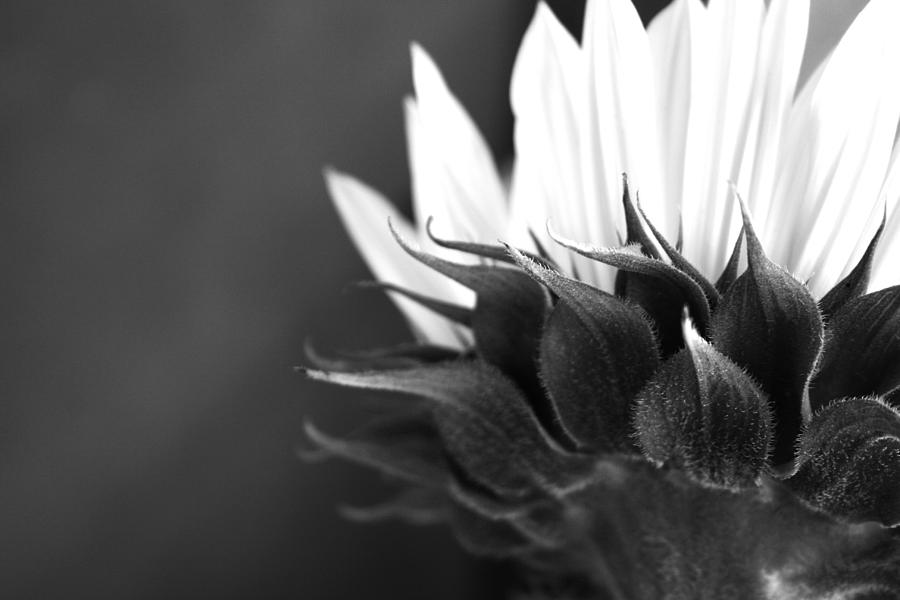 Back Of Sunflower Photograph