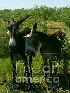 Donkey Photograph - Back off Jack by Lne Kirkes