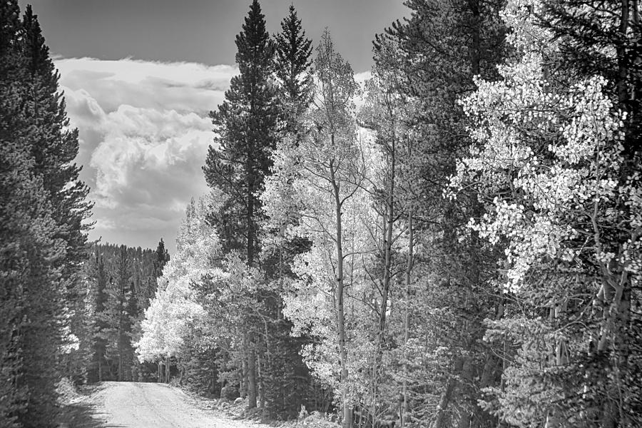 Back Road To Central City In Black And White Photograph