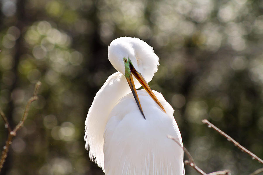 Back Scratching Egret Photograph by Jessica Brown