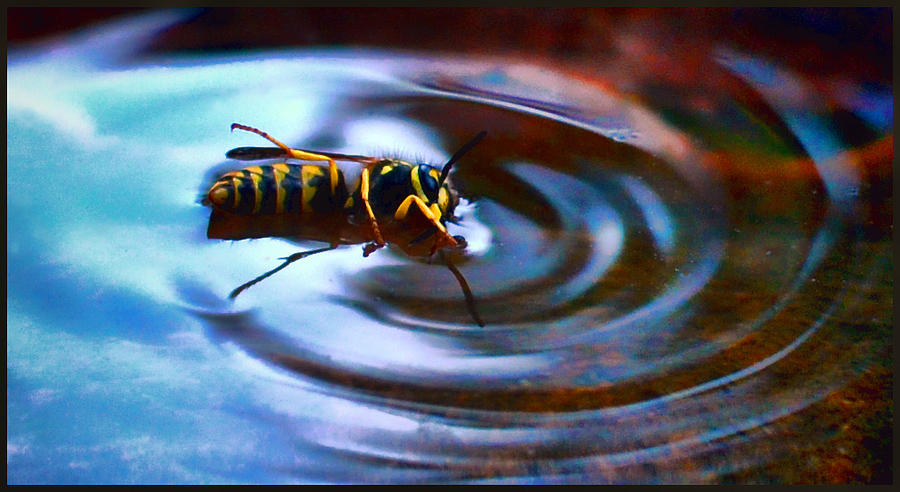 Back Stroke Bumble Bee Photograph by Jeffrey Platt