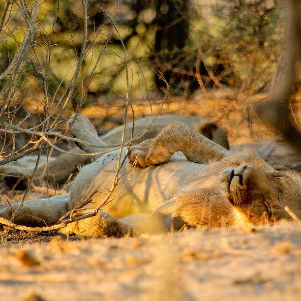 Back To Africa Shots, A Female Lion Photograph by Avi Dvilansky