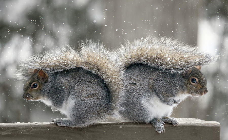 Back To Back Squirrels Photograph by Photo By Marianna Armata