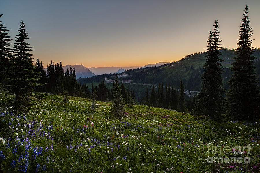 Mount Rainier National Park Photograph - Back to Paradise by Mike Reid