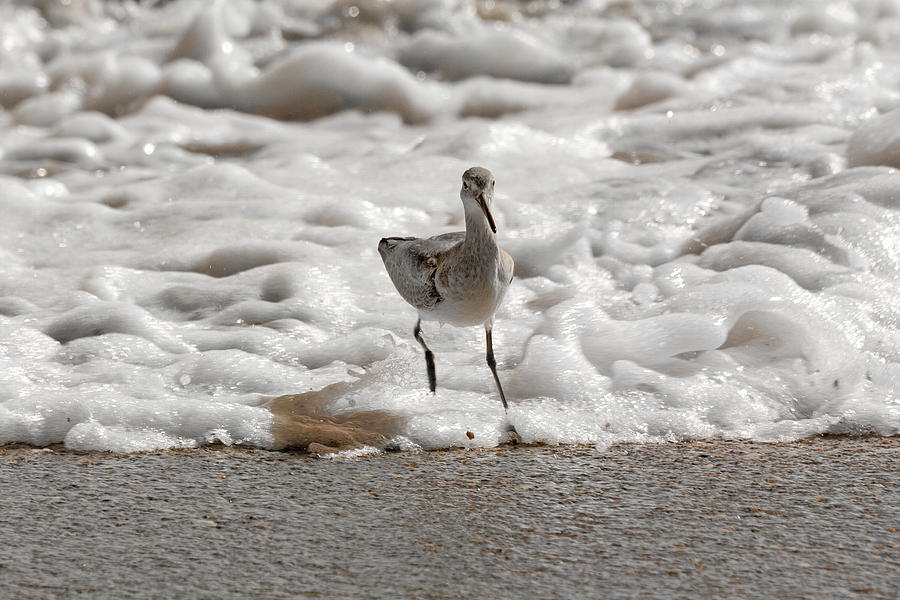 Sandpiper Photograph - Back to Safety  by Betsy Knapp